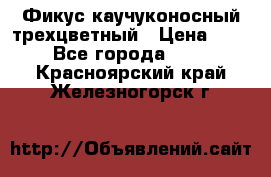 Фикус каучуконосный трехцветный › Цена ­ 500 - Все города  »    . Красноярский край,Железногорск г.